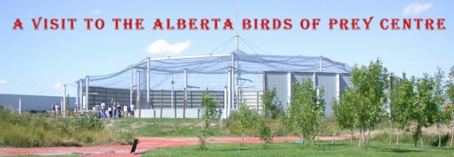 Alberta Birds of Prey Centre in Coaldale, Alberta