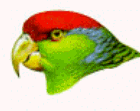 Redhead or Huasteco Parrot - endemic to Mexico