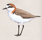 Javan Plover - Image copyright Hanbook of the Birds of the World