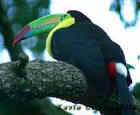 Keel-billed Toucan - Belize National Bird - Photo by Kevin Loughlin