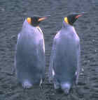 King Penguin - Photo copyright Tony Paliser