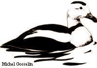 Labrador Duck - EXTINCT - Drawing copyright Michel Gosselin