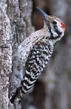 Ladder-backed Woodpecker - Photo copyright Bill Horn