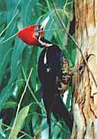Lineated Woodpecker - Photo copyright Jean Coronel