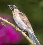 Little Friarbird - Photo copyright Trevor Quested