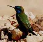 Green Bee-eater - Photo copyright Eric Kleyheeg