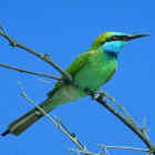 Little Green Bee-eater - Photo copyright Don DesJardin