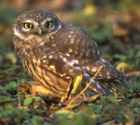 Little Owl - Photo copyright Tetsu Sato
