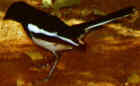 Madagascar Magpie-Robin - endemic - Photo copyright George Williams