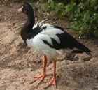 Magpie Goose - Photo copyright Erigen Birding Pages