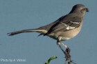 Northern Mockingbird - Tennessee State Bird - Photo by Andrew Wilson