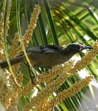 New Caledonian Friarbird - Photo copyright Hideo Tani