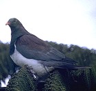 New Zealand Pigeon - THREATENED - Photo copyright Martin Kramer