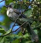 Noisy Friarbird - Photo copyright Greg Holland and Leon Keasey