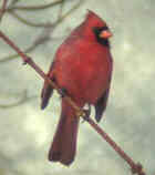 Northern Cardinal - Illinois State Bird - Photo by Michael Myers