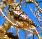 Northern Hawk-Owl - Photo copyright Robert McDonald