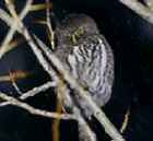 Northern Pygmy-Owl - Photo copyright Peter Weber