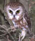 Northern Saw-whet Owl - Photo copyright by Peter Weber