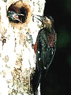 Okinawa Woodpecker - ENDANGERED ENDEMIC - Photo copyright Okinawa Times