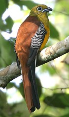 Trogons Of The World