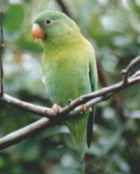 Orange-chinned Parakeet - Photo copyright Jean Coronel