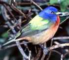Painted Bunting - Photo copyright Monte Taylor