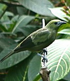 Palm Tanager - Photo copyright Larry Master