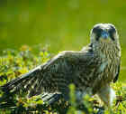 Pereegrine Falcon - Photo by Hannu Hautala