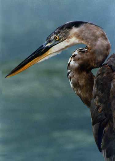 Great Blue Heron - Photo copyright Peter Wallack