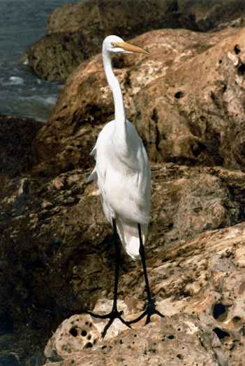 Great White Egret - Photo copyright Peter Wallack