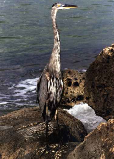 Great Blue Heron - Photo copyright Peter Wallack