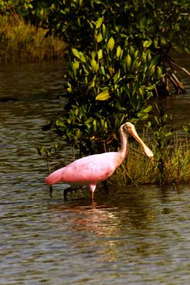 Roseate Spoonbill - Photo copyright Peter Wallack