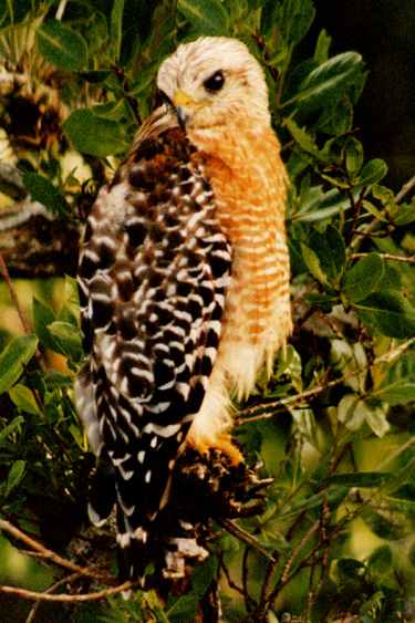 Red-Shouldered Hawk - Photo copyright Peter Wallack