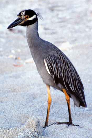 Yellow-crowned Night-Heron - Photo copyright Peter Wallack
