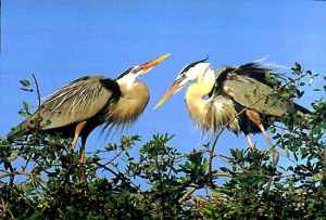 Herons Exchange Vows - Photo copyright Peter Wallack