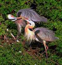Great Blue Heron Kiss - Photo copyright Peter Wallack