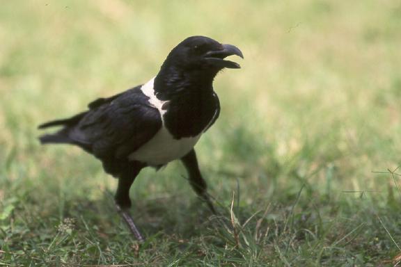 Pied Crow - Photo copyright Hans Martens