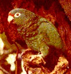 Puerto Rican Parrot - ENDANGERED - Photo copyright US Fish and Wildlife
