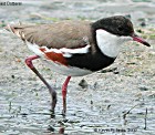 Red-kneed Dotterel - Photo copyright Kevin Roberts