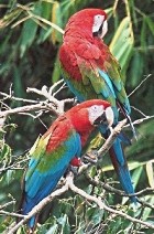 Red-and-green Macaws - Photo copyright James Ownby