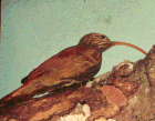 Red-billed Scythebill - Courtesy of the Panama Audubon Society