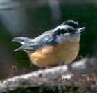 Red-breasted Nuthatch - Photo copyright Alain Hogue