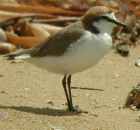 Red-capped Plover - Photo copyright Lawrence Poh