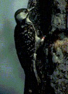 Red-cockaded Woodpecker - ENDANGERED - Photo copyright US Fish and Wildlife