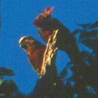 Red-fan Parrot - Photo copyright Arthur Grosset