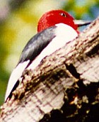 Red-headed Woodpecker - Photo copyright Marcus Martin