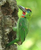 Red-throated Barbet - Photo copyright Laurence Poh