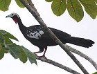 Red-throated Piping-Guan - Photo copyright Arthur Grosset