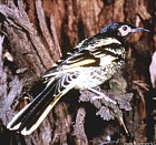 Regent Honeyeater - Photo copyright Chris Chafer