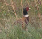 Ring-necked (Common) Pheasant - Photo copyright Tina MacDonald